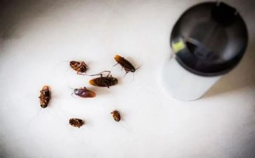捉蟑螂作文8篇