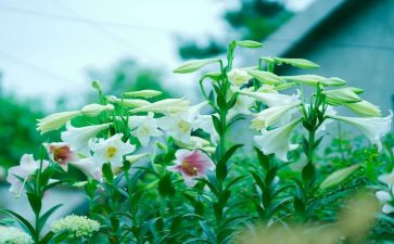 春天的百合作文8篇