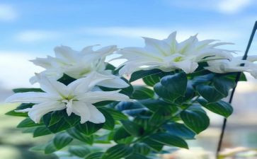 春天的百合作文优质6篇