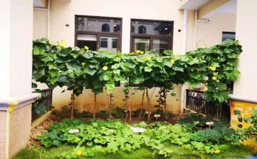 幼儿园蔬菜饼教案模板6篇