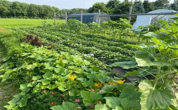 菜花节作文6篇