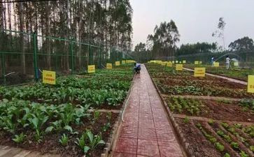 看妈妈烧菜作文8篇