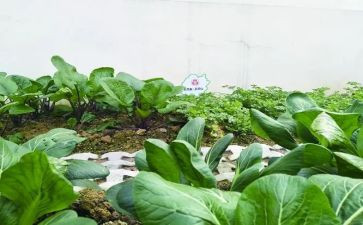 蔬菜教案模板5篇