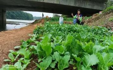 摘荠菜作文8篇