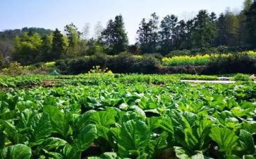 蔬菜销售合同5篇