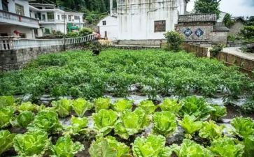 《蔬菜》教案推荐6篇