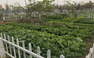 奶奶的菜园子作文5篇