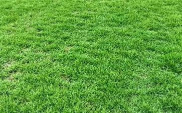 幼儿园小班草教案6篇