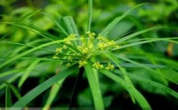 草莓作文通用5篇