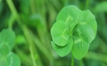 保护花草的演讲稿5篇