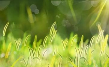 《草房子》心得体会500字7篇
