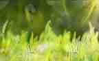 《草房子》心得体会500字7篇