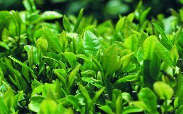 关于茶的读后感推荐6篇