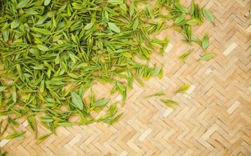 茶故事演讲稿通用5篇