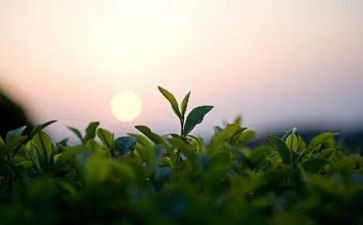 关于茶的读后感最新5篇