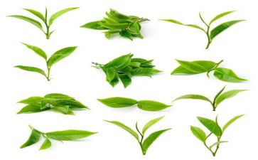 茶艺社培训心得体会5篇
