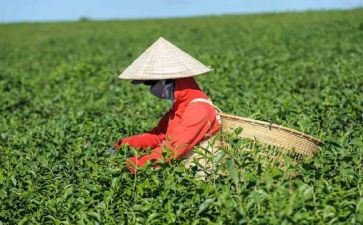 茶店工作总结范文5篇