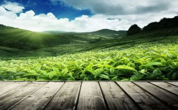 茶艺工培训心得体会5篇