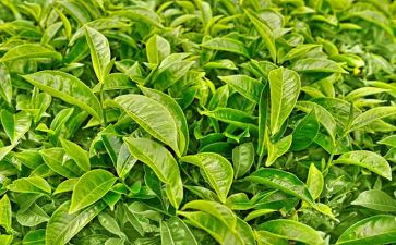 奶茶店做活动方案7篇