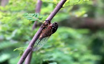 法布尔蝉的读后感通用8篇