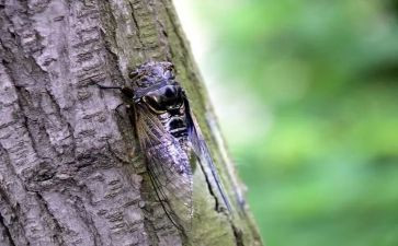 法布尔蝉的读后感8篇