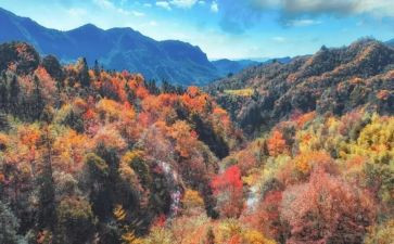 重阳节登高作文6篇