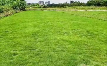 地球环保演讲稿精选8篇