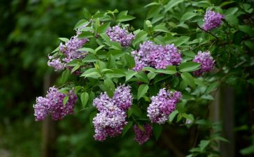 语文《丁香结》教案参考8篇