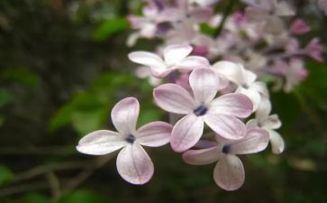 语文《丁香结》教案7篇