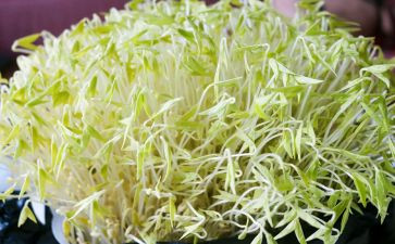 小豆芽成长记作文7篇