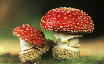禁毒日宣传的活动方案最新8篇
