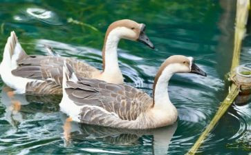 天鹅音乐课教案6篇