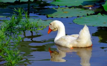 吹天鹅的小号读后感5篇