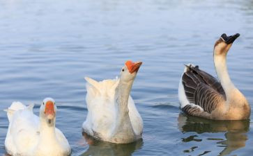 咏鹅教案小班教案精选8篇