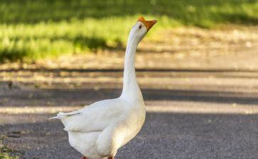 古诗《咏鹅》教案5篇