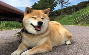 狗和人读后感400字参考5篇