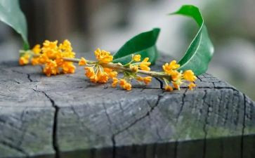摇桂花树的作文优质8篇