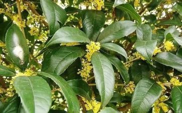 桂花落作文精选5篇