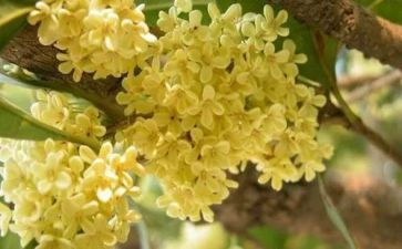 桂花落作文参考5篇
