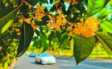 那年桂花开作文7篇
