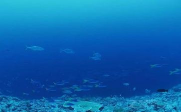 海底历险记作文最新5篇