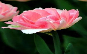 黛玉藏花读后感8篇