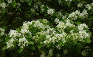 幼儿园中班雪花片教案8篇