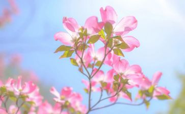 樱花开了作文6篇
