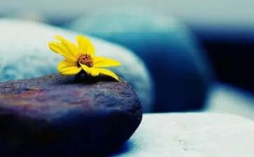 将心比心教案5篇