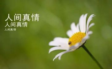 写人间真情的作文6篇