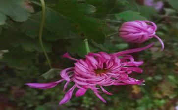 小菊花作文通用7篇