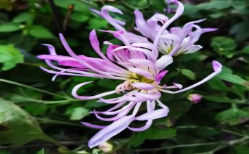 小菊花作文5篇