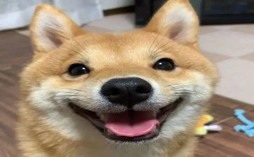 作文《我真开心》500字7篇