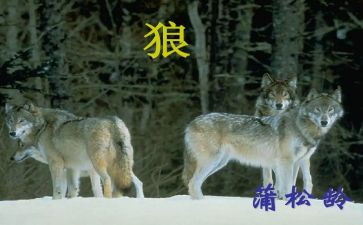 《狼》的读后感400字参考8篇